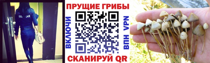 Псилоцибиновые грибы Psilocybine cubensis  Керчь 